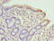 Sodium Channel And Clathrin Linker 1 antibody, LS-C396453, Lifespan Biosciences, Immunohistochemistry paraffin image 