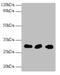 HUS1 Checkpoint Clamp Component antibody, A54483-100, Epigentek, Western Blot image 