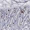 Cilia And Flagella Associated Protein 58 antibody, PA5-57714, Invitrogen Antibodies, Immunohistochemistry frozen image 