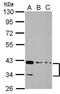PDZ And LIM Domain 3 antibody, PA5-31488, Invitrogen Antibodies, Western Blot image 