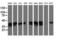 Mitogen-Activated Protein Kinase Kinase 3 antibody, LS-C174378, Lifespan Biosciences, Western Blot image 