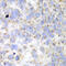 Hydroxyacyl-CoA Dehydrogenase Trifunctional Multienzyme Complex Subunit Alpha antibody, 14-909, ProSci, Immunohistochemistry frozen image 