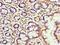 FKBP Prolyl Isomerase 3 antibody, LS-C369638, Lifespan Biosciences, Immunohistochemistry paraffin image 