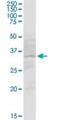 Solute Carrier Family 12 Member 7 antibody, H00010723-B01P, Novus Biologicals, Western Blot image 