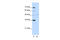 Forkhead box protein Q1 antibody, 29-126, ProSci, Western Blot image 