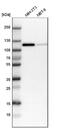 Catenin Delta 1 antibody, NBP1-85383, Novus Biologicals, Western Blot image 