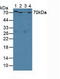 Serpin Family A Member 10 antibody, LS-C300226, Lifespan Biosciences, Western Blot image 