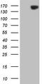 Erb-B2 Receptor Tyrosine Kinase 3 antibody, TA803819, Origene, Western Blot image 