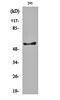 Glycerol Kinase antibody, orb161166, Biorbyt, Western Blot image 