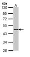 Aminoacylase 1 antibody, LS-B8923, Lifespan Biosciences, Western Blot image 
