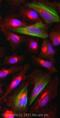 Calponin 1 antibody, ab46794, Abcam, Immunofluorescence image 
