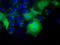 SLIM1 antibody, TA501375, Origene, Immunofluorescence image 