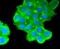 Mucin 16, Cell Surface Associated antibody, NBP2-67708, Novus Biologicals, Immunofluorescence image 