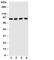 Cullin 3 antibody, R31039, NSJ Bioreagents, Western Blot image 