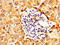 Aldehyde Dehydrogenase 5 Family Member A1 antibody, CSB-PA001577LA01HU, Cusabio, Immunohistochemistry frozen image 