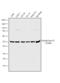 Tubulin Beta 4B Class IVb antibody, PA5-30379, Invitrogen Antibodies, Western Blot image 