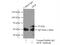 Lysine Acetyltransferase 8 antibody, 13842-1-AP, Proteintech Group, Immunoprecipitation image 