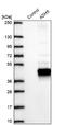 Alcohol Dehydrogenase 5 (Class III), Chi Polypeptide antibody, NBP2-49350, Novus Biologicals, Western Blot image 