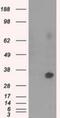 Nitrilase Family Member 2 antibody, NBP2-02486, Novus Biologicals, Western Blot image 