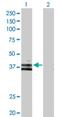 Wnt Family Member 6 antibody, H00007475-D01P, Novus Biologicals, Western Blot image 