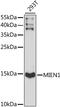 Migration And Invasion Enhancer 1 antibody, 16-095, ProSci, Western Blot image 