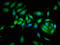Calpastatin antibody, LS-B13796, Lifespan Biosciences, Immunofluorescence image 