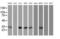 Mitochondrial Translational Initiation Factor 3 antibody, MA5-26438, Invitrogen Antibodies, Western Blot image 