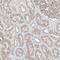 Zinc Finger AN1-Type Containing 2B antibody, NBP2-33994, Novus Biologicals, Immunohistochemistry paraffin image 