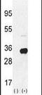 Ribosomal Protein S6 antibody, PA5-26041, Invitrogen Antibodies, Western Blot image 