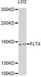 Fms Related Tyrosine Kinase 4 antibody, A12332, ABclonal Technology, Western Blot image 