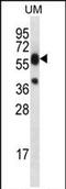 Lipase Family Member M antibody, PA5-71721, Invitrogen Antibodies, Western Blot image 