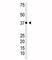 NFKB Inhibitor Alpha antibody, F48068-0.4ML, NSJ Bioreagents, Western Blot image 