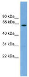 NR5A2 antibody, TA329958, Origene, Western Blot image 