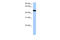 T-Box 20 antibody, 29-192, ProSci, Western Blot image 