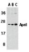 TNF Superfamily Member 13 antibody, 41001, QED Bioscience, Western Blot image 