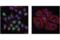 V-Set Immunoregulatory Receptor antibody, 54979T, Cell Signaling Technology, Immunofluorescence image 