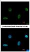 PiggyBac Transposable Element Derived 1 antibody, NBP2-19782, Novus Biologicals, Immunocytochemistry image 