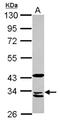 Mitochondrial Ribosomal Protein L1 antibody, NBP2-19394, Novus Biologicals, Western Blot image 