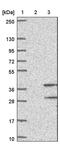 Olfactory Receptor Family 8 Subfamily S Member 1 antibody, PA5-61044, Invitrogen Antibodies, Western Blot image 