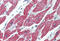 Activin A Receptor Like Type 1 antibody, MBS243221, MyBioSource, Immunohistochemistry frozen image 