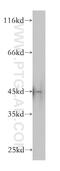 Interleukin Enhancer Binding Factor 2 antibody, 14714-1-AP, Proteintech Group, Western Blot image 