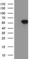 SRY-Box 9 antibody, M00177-1, Boster Biological Technology, Western Blot image 