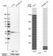 Cytochrome C1 antibody, NBP1-86872, Novus Biologicals, Western Blot image 