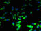 Lysophospholipase 2 antibody, orb239812, Biorbyt, Immunofluorescence image 