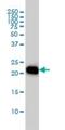 Ras Homolog Family Member A antibody, H00000387-M04, Novus Biologicals, Western Blot image 