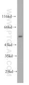 POU Class 2 Homeobox 2 antibody, 18996-1-AP, Proteintech Group, Western Blot image 
