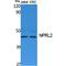 NPR2 Like, GATOR1 Complex Subunit antibody, LS-C386856, Lifespan Biosciences, Western Blot image 