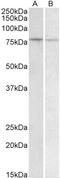 BTB Domain And CNC Homolog 1 antibody, LS-C186445, Lifespan Biosciences, Western Blot image 