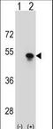 Small Nuclear RNA Activating Complex Polypeptide 1 antibody, LS-C161339, Lifespan Biosciences, Western Blot image 