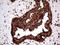 IQ Motif Containing GTPase Activating Protein 1 antibody, LS-C798742, Lifespan Biosciences, Immunohistochemistry paraffin image 